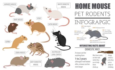 What is the longest living mouse breed?