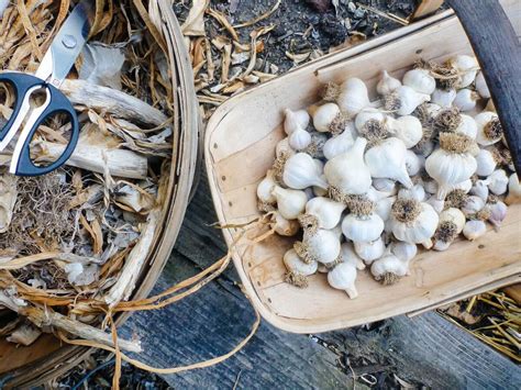 What is the longest storing garlic?