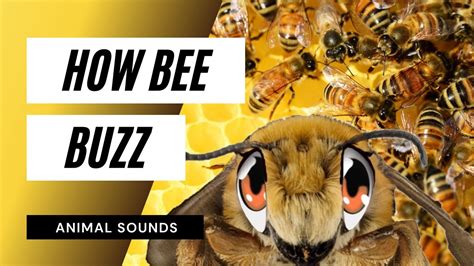 What is the loudest bee?
