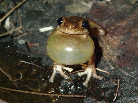 What is the loudest frog in Australia?
