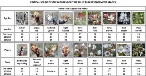 What is the lowest temperature for a cherry tree?