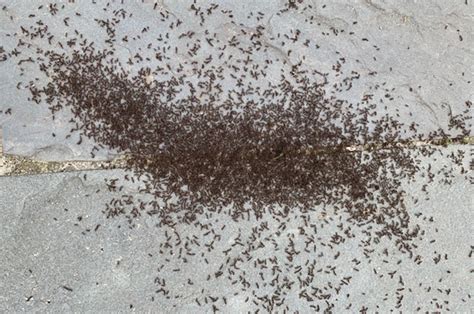 What is the main cause of swarming?