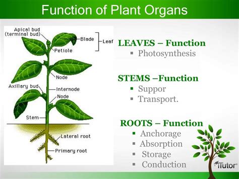 What is the main purpose of a plant?