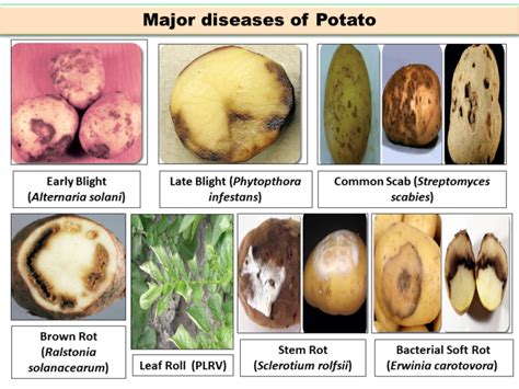 What is the major potato disease?