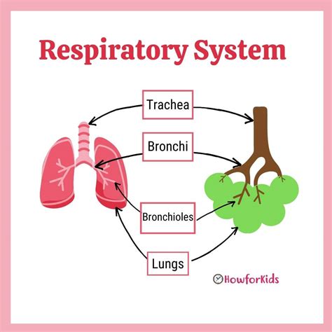 What is the max level of respiration?