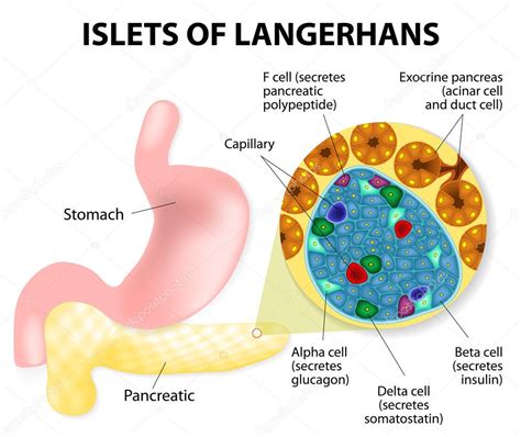 What is the meaning of Langerhans?