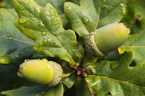 What is the meaning of acorns oak?