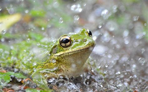 What is the meaning of frog rain?