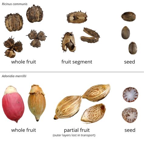 What is the meaning of seed identification?