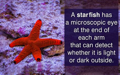 What is the meaning of starfishing?