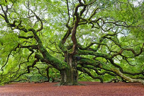 What is the meaning of the live oak tree?