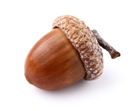 What is the meaning of the word acorns?