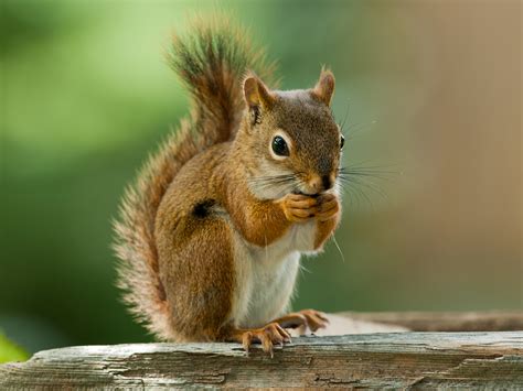 What is the memory span of a squirrel?