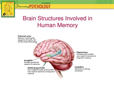 What is the memory system of the brain?