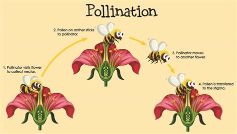 What is the mode of pollination in potatoes?