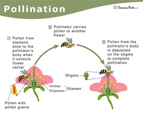 What is the mode of pollination of garlic?