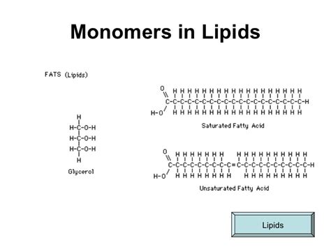 What is the monomer of a fat?