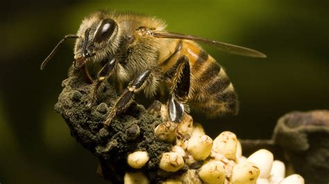 What is the most aggressive bee?