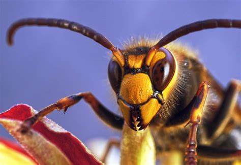 What is the most aggressive bee or wasp?