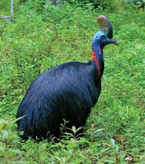 What is the most aggressive bird to humans?