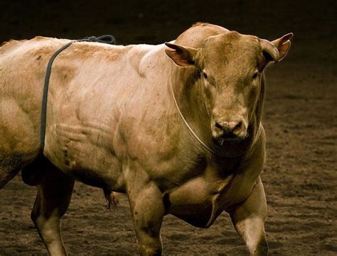 What is the most aggressive bull breed?