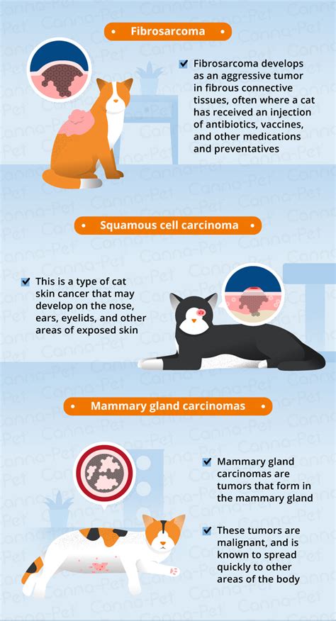 What is the most aggressive cancer in cats?