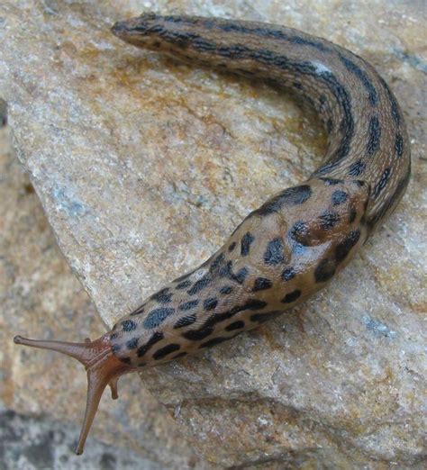 What is the most aggressive slug?