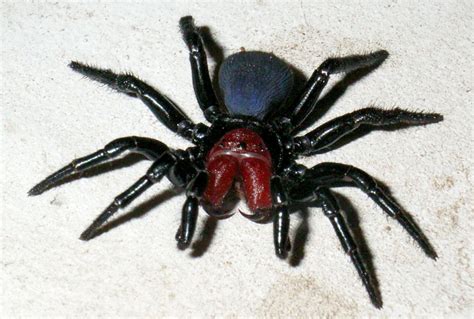 What is the most aggressive spider?