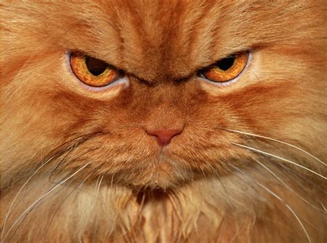 What is the most angry cat ever?