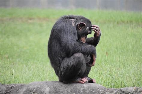 What is the most anxious animal?