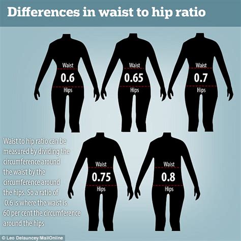 What is the most attractive waist size?