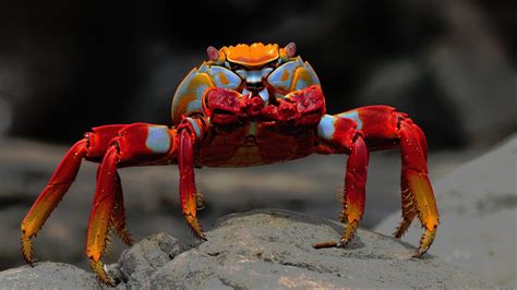 What is the most beautiful crab?