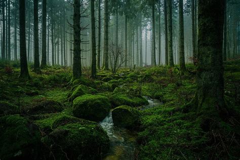 What is the most beautiful forest in Germany?