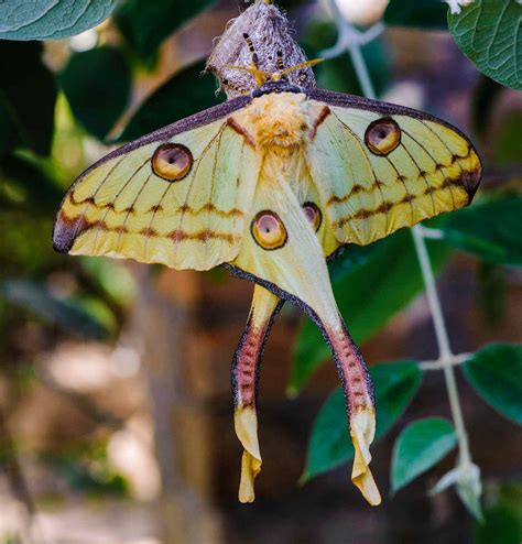 What is the most beautiful moth?