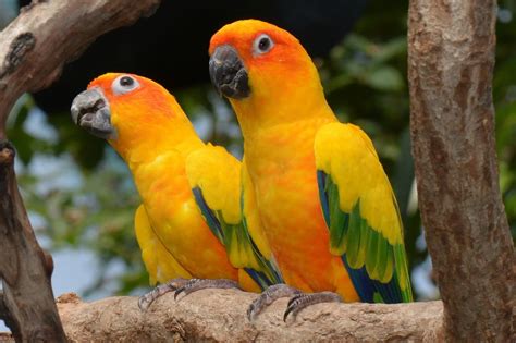 What is the most beautiful parrot in the world?