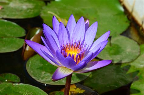 What is the most beautiful water lily?