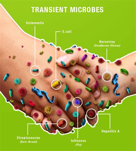 What is the most common bacteria found on hands?
