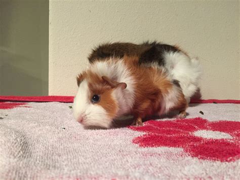 What is the most common cause of death in guinea pigs?