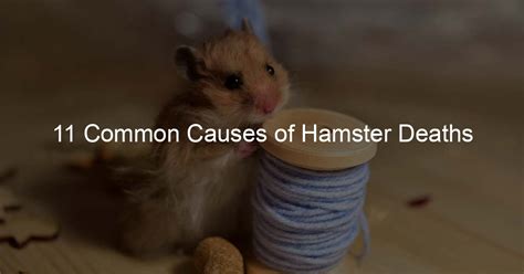 What is the most common cause of death in hamsters?