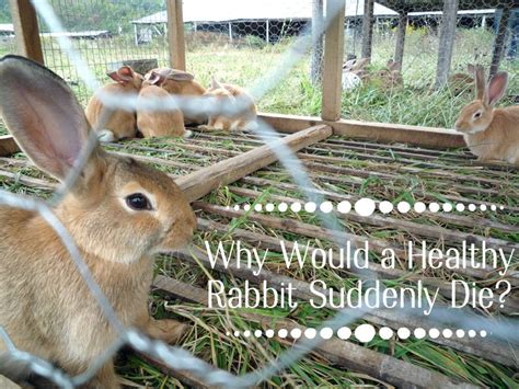 What is the most common cause of death in rabbits?