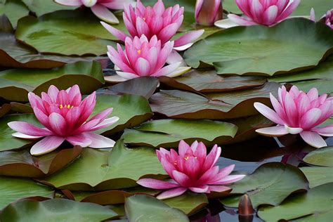 What is the most common color of water lilies?