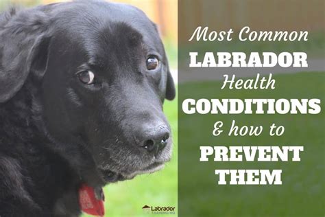What is the most common disease in Labradors?