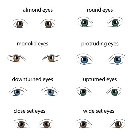 What is the most common eye shape?
