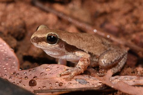 What is the most common frog in Australia?