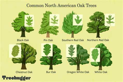 What is the most common oak species?