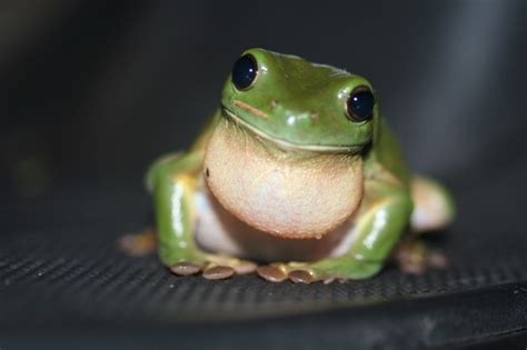 What is the most common pet frog?