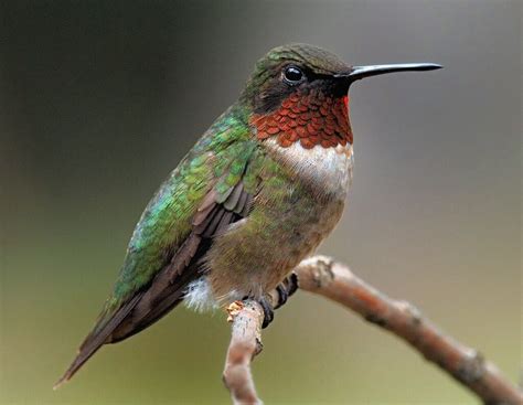 What is the most common predator of a hummingbird?