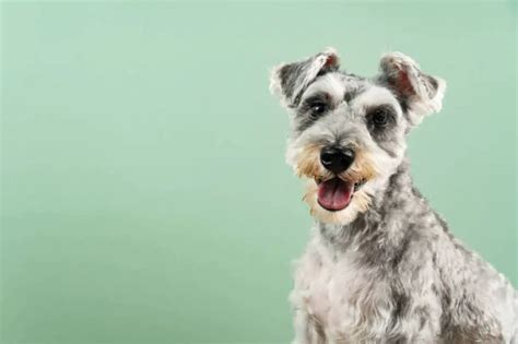 What is the most common schnauzer color?