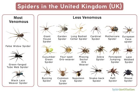 What is the most country with spiders?