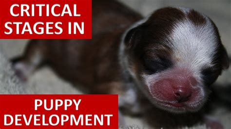 What is the most critical time for newborn puppies?